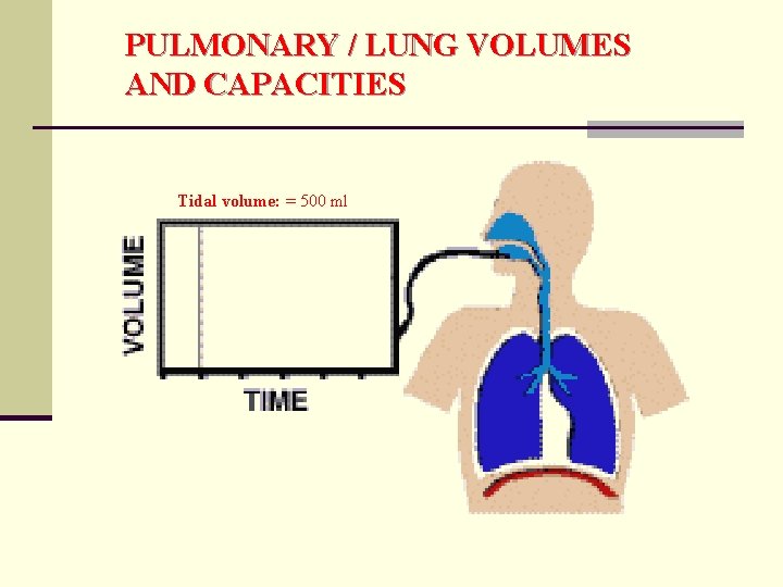 PULMONARY / LUNG VOLUMES AND CAPACITIES Tidal volume: = 500 ml PULMONARY / LUNG VOLUMES AND CAPACITIES Tidal volume: = 500 ml