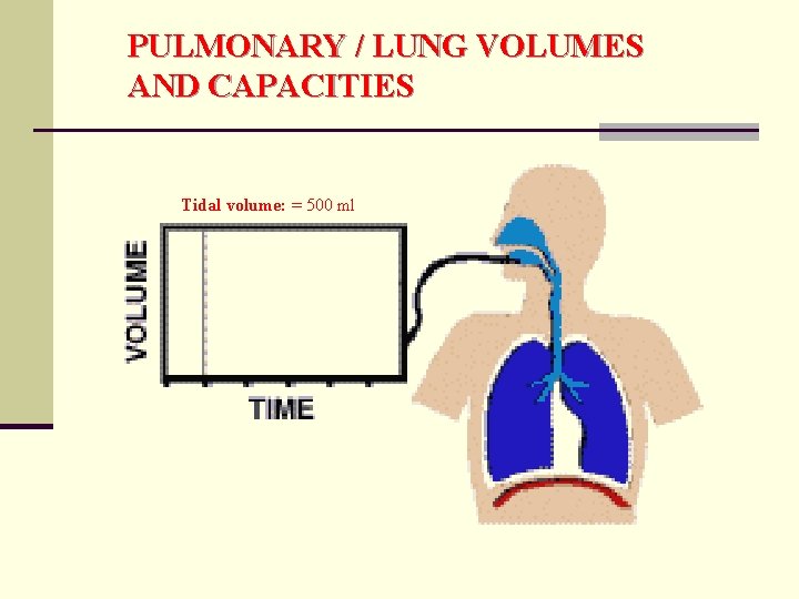 PULMONARY / LUNG VOLUMES AND CAPACITIES Tidal volume: = 500 ml 