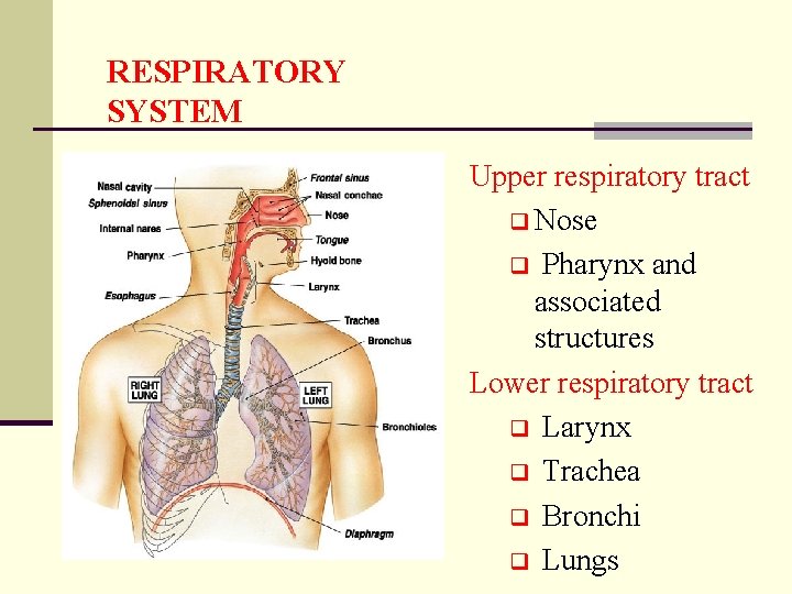 RESPIRATORY SYSTEM Upper respiratory tract q Nose q Pharynx and associated structures Lower respiratory