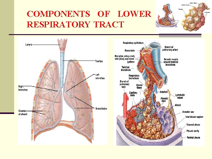 COMPONENTS OF LOWER RESPIRATORY TRACT 