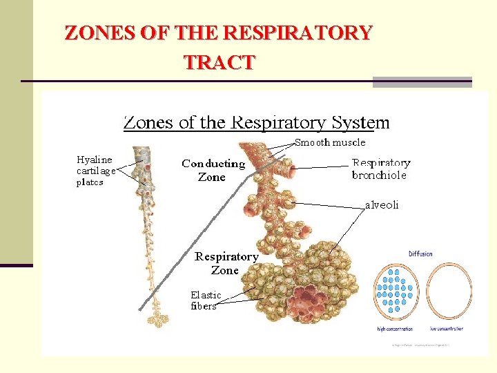 ZONES OF THE RESPIRATORY TRACT ZONES OF THE RESPIRATORY TRACT
