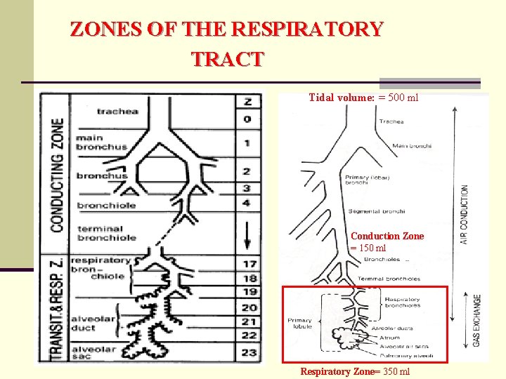ZONES OF THE RESPIRATORY TRACT Tidal volume: = 500 ml Conduction Zone = 150