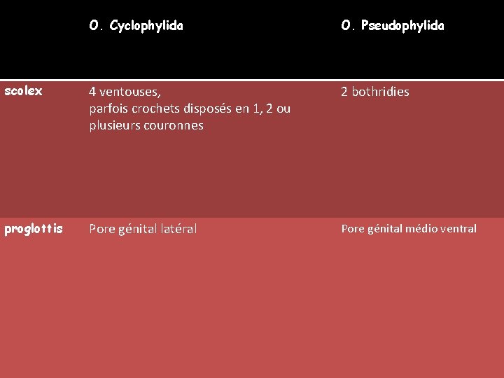 O. Cyclophylida O. Pseudophylida scolex 4 ventouses, parfois crochets disposés en 1, 2 ou