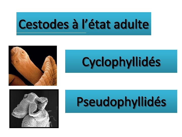 Cestodes à l’état adulte Cyclophyllidés Pseudophyllidés 