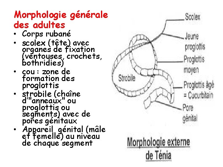 Morphologie générale des adultes • Corps rubané • scolex (tête) avec organes de fixation
