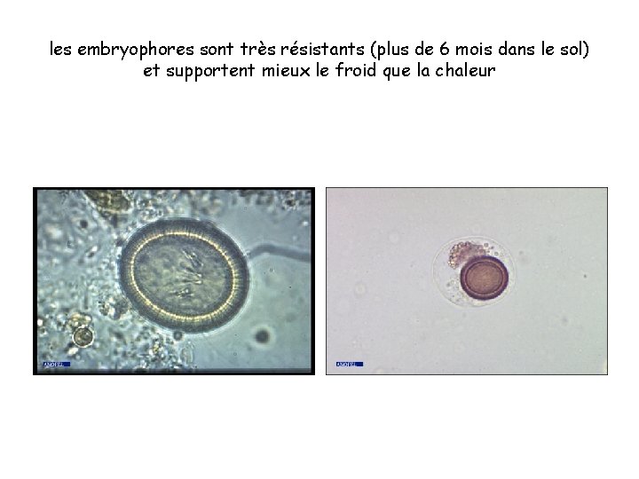 les embryophores sont très résistants (plus de 6 mois dans le sol) et supportent