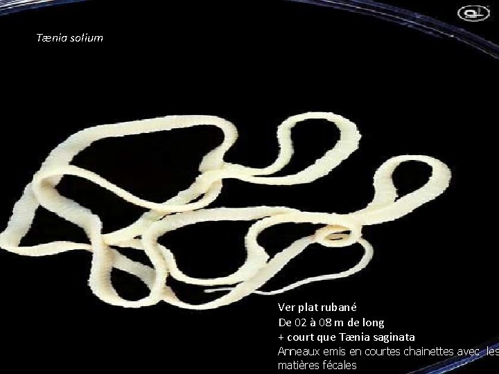 Tænia solium Ver plat rubané De 02 à 08 m de long + court