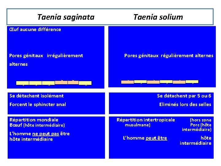 Taenia saginata Taenia solium Œuf aucune différence Pores génitaux irrégulièrement Pores génitaux régulièrement alternes