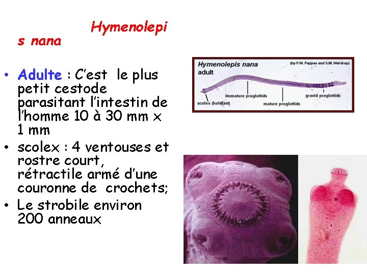 s nana Hymenolepi • Adulte : C’est le plus petit cestode parasitant l’intestin de