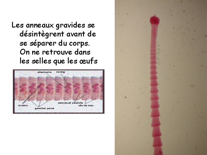 Les anneaux gravides se désintègrent avant de se séparer du corps. On ne retrouve