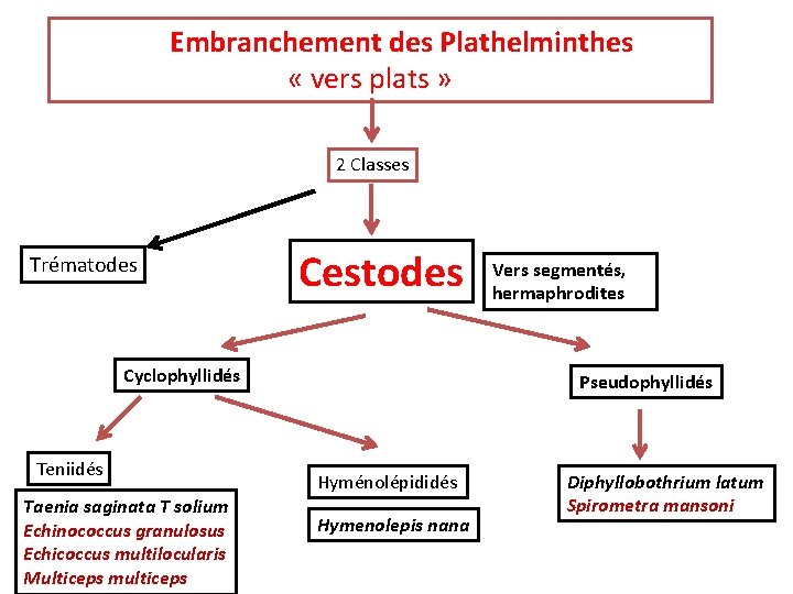 Embranchement des Plathelminthes « vers plats » 2 Classes Trématodes Cestodes Cyclophyllidés Teniidés Taenia