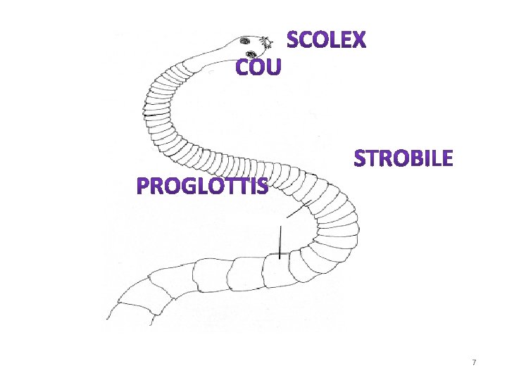 Morphologie d’un cestode 7 