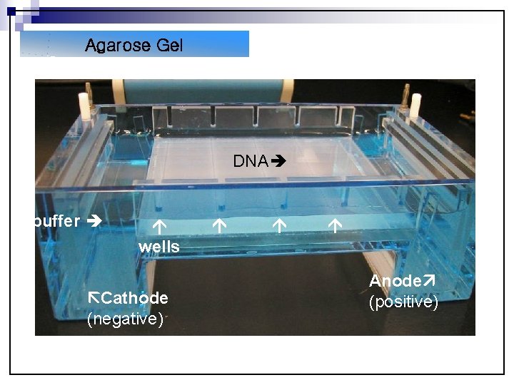 Agarose Gel Pouring the gel Buffer DNA buffer wells Cathode (negative) Anode (positive) Agarose
