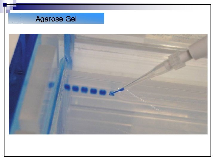 Agarose Gel Pouring the gel Buffer Agarose 