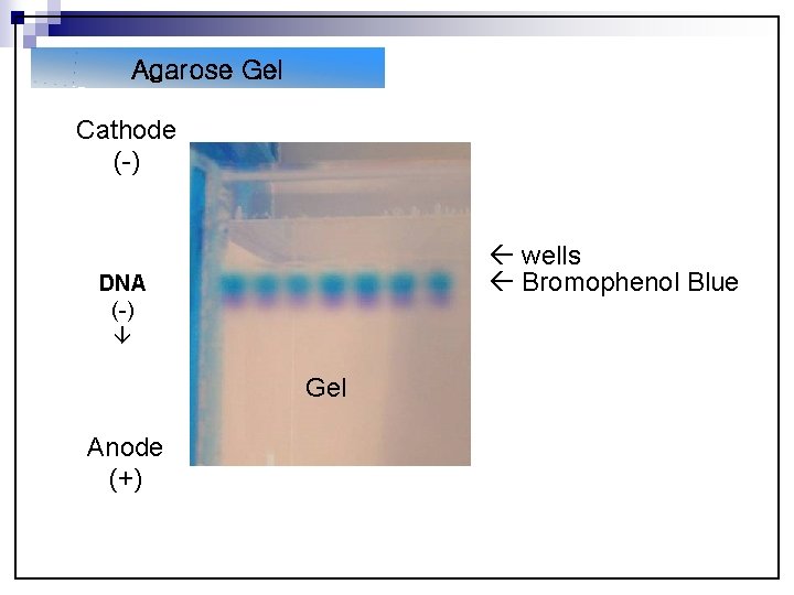 Agarose Gel Pouring the gel Cathode (-) Buffer wells Bromophenol Blue DNA (-) Gel