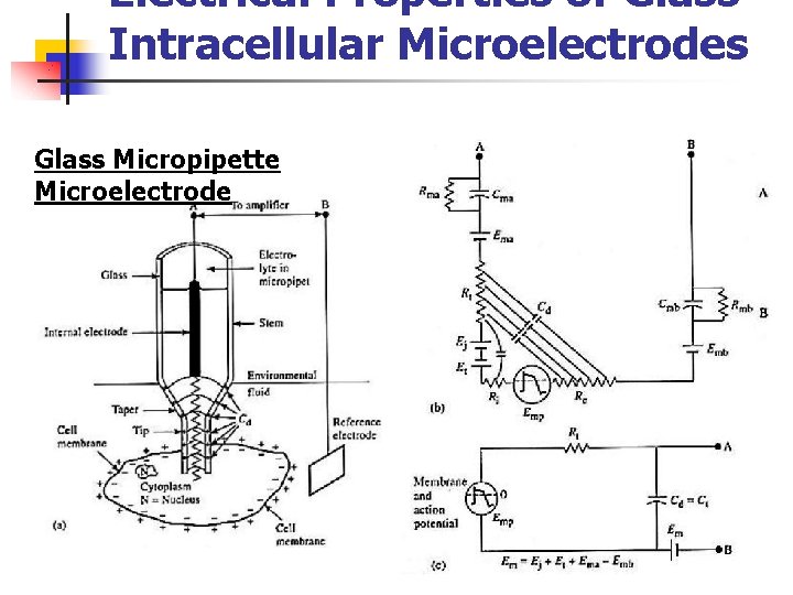 Electrical Properties of Glass Intracellular Microelectrodes Glass Micropipette Microelectrode 