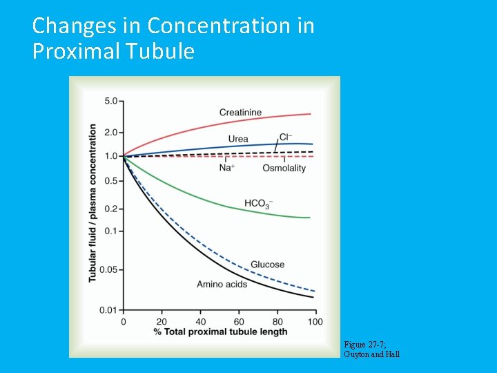 Changes in Concentration in Proximal Tubule Figure 27 -7; Guyton and Hall 