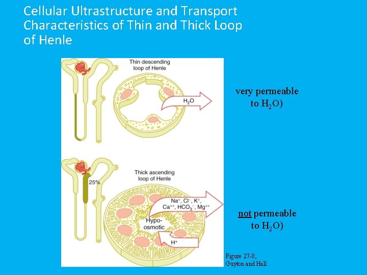 Cellular Ultrastructure and Transport Characteristics of Thin and Thick Loop of Henle very permeable