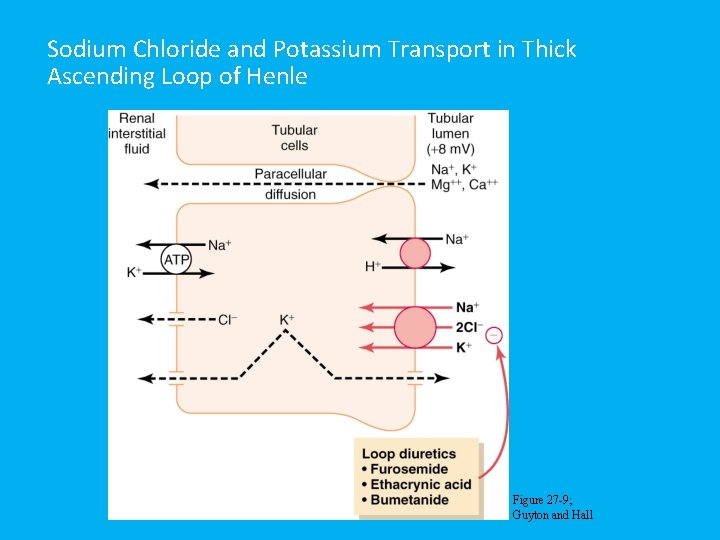 Sodium Chloride and Potassium Transport in Thick Ascending Loop of Henle Figure 27 -9;