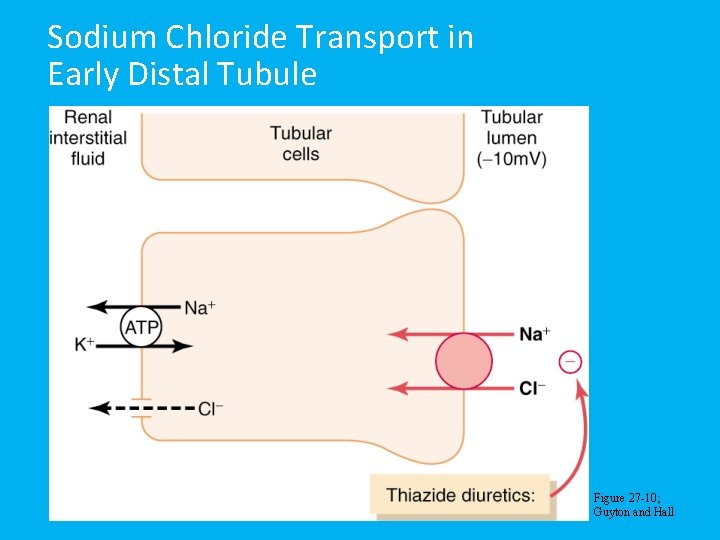 Sodium Chloride Transport in Early Distal Tubule Figure 27 -10; Guyton and Hall 