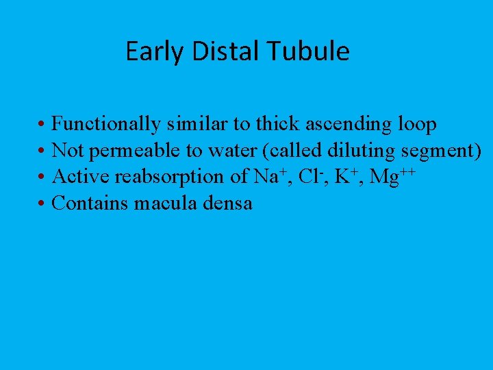 Early Distal Tubule • Functionally similar to thick ascending loop • Not permeable to