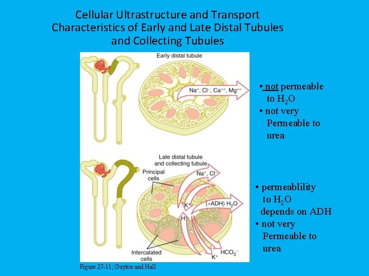 Cellular Ultrastructure and Transport Characteristics of Early and Late Distal Tubules and Collecting Tubules