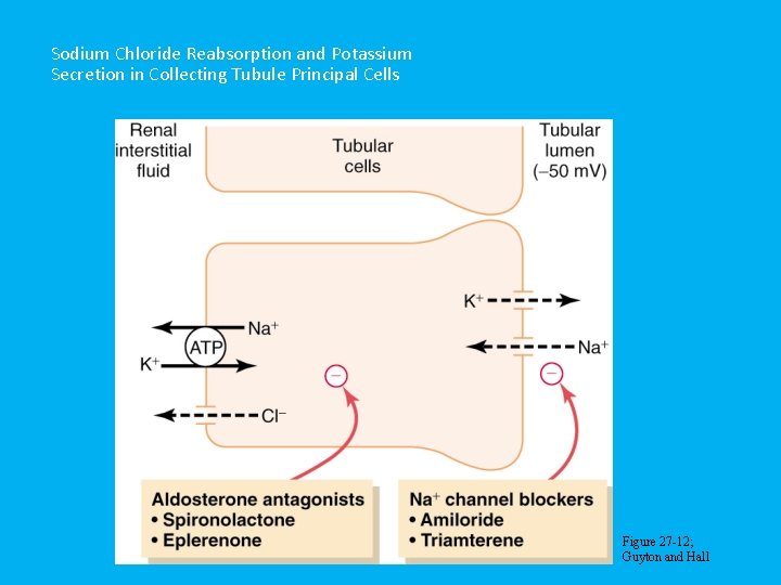 Sodium Chloride Reabsorption and Potassium Secretion in Collecting Tubule Principal Cells Figure 27 -12;