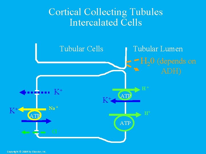 Cortical Collecting Tubules Intercalated Cells Tubular Lumen H 20 (depends on ADH) K+ K+