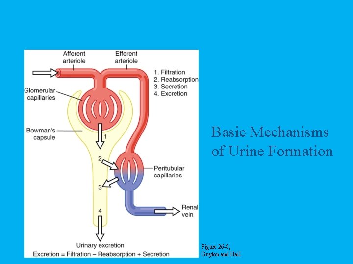 Basic Mechanisms of Urine Formation Figure 26 -8; Guyton and Hall 