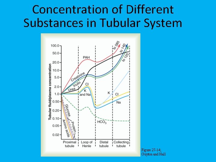 Concentration of Different Substances in Tubular System Figure 27 -14; Guyton and Hall 