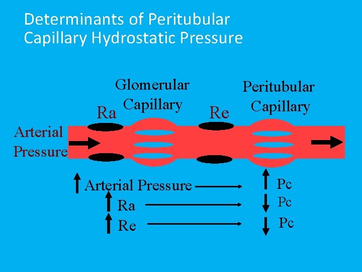 Determinants of Peritubular Capillary Hydrostatic Pressure Glomerular Capillary Ra Peritubular Re Capillary Arterial Pressure