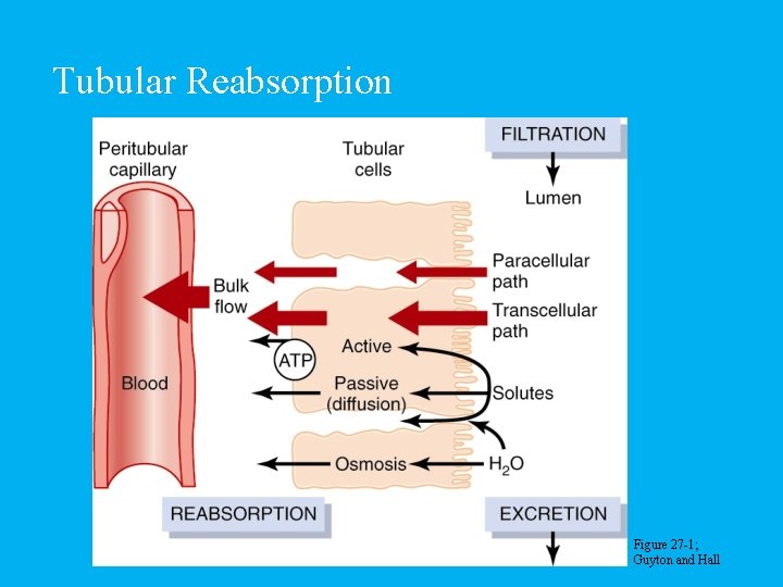 Tubular Reabsorption Figure 27 -1; Guyton and Hall 