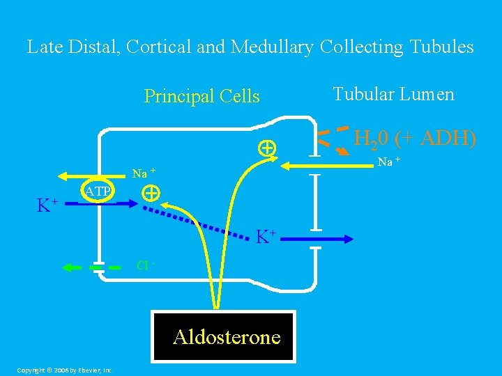 Late Distal, Cortical and Medullary Collecting Tubules Principal Cells Tubular Lumen H 20 (+