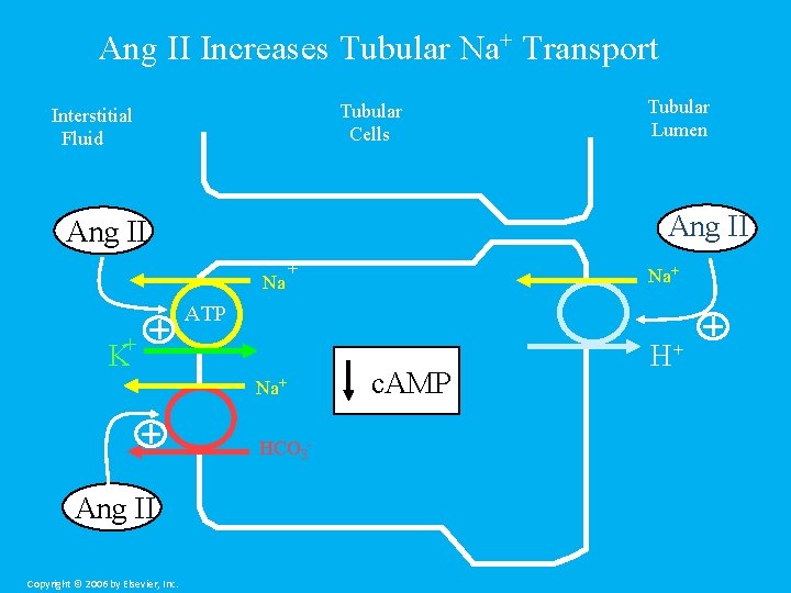 Ang II Increases Tubular Na+ Transport Tubular Cells Interstitial Fluid Tubular Lumen Ang II