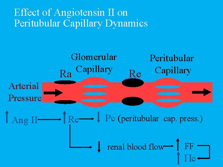 Effect of Angiotensin II on Peritubular Capillary Dynamics Glomerular Capillary Ra Peritubular Re Capillary