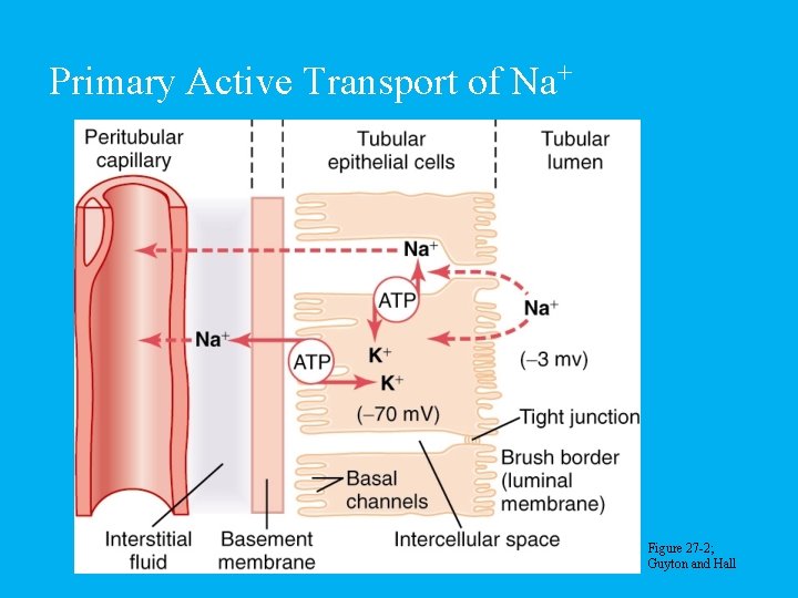 Primary Active Transport of Na+ Figure 27 -2; Guyton and Hall 