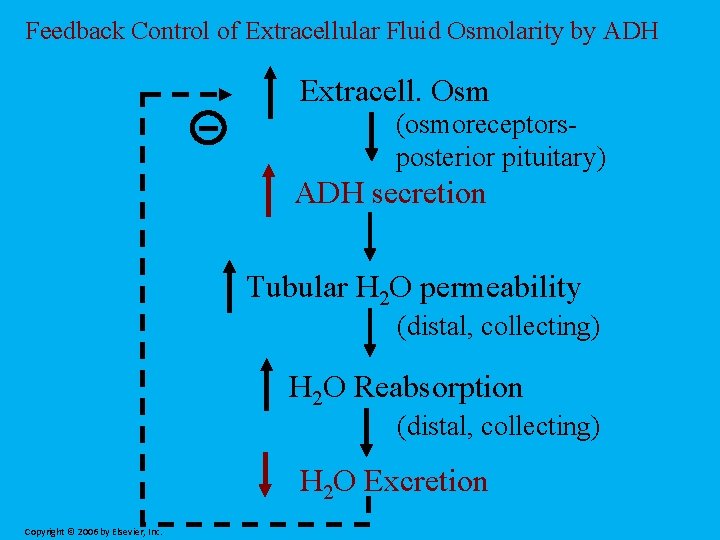 Feedback Control of Extracellular Fluid Osmolarity by ADH Extracell. Osm (osmoreceptorsposterior pituitary) ADH secretion