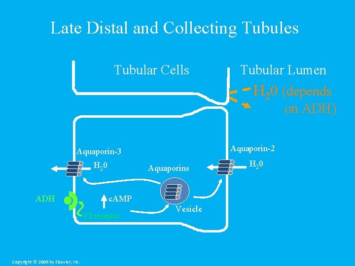 Late Distal and Collecting Tubules Tubular Cells Tubular Lumen H 20 (depends on ADH)