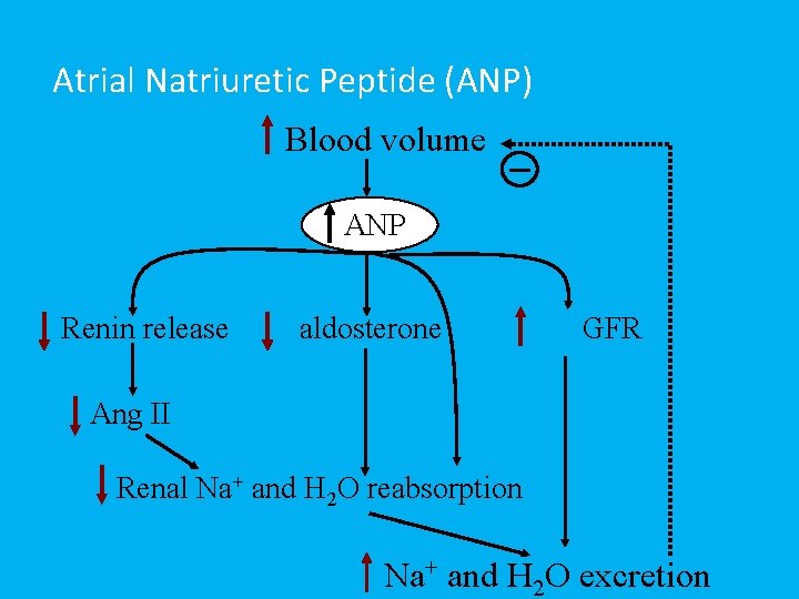 Atrial Natriuretic Peptide (ANP) Blood volume ANP Renin release aldosterone GFR Ang II Renal
