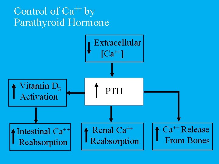 Control of Ca++ by Parathyroid Hormone Extracellular [Ca++] Vitamin D 3 Activation Ca++ Intestinal
