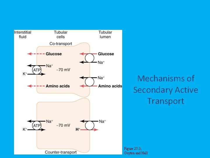 Mechanisms of Secondary Active Transport Figure 27 -3; Guyton and Hall 