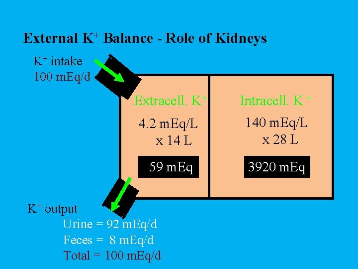External K+ Balance - Role of Kidneys K+ intake 100 m. Eq/d Extracell. K+