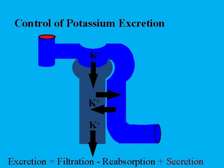 Control of Potassium Excretion K+ K+ K+ Excretion = Filtration - Reabsorption + Secretion