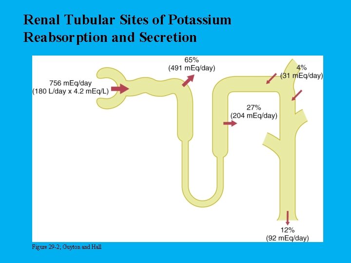Renal Tubular Sites of Potassium Reabsorption and Secretion Figure 29 -2; Guyton and Hall
