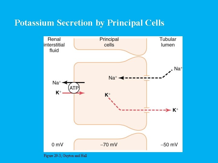 Potassium Secretion by Principal Cells Figure 29 -3; Guyton and Hall 