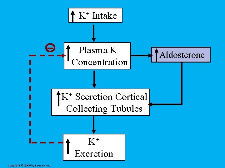 K+ Intake Plasma K+ Concentration K+ Secretion Cortical Collecting Tubules K+ Excretion Copyright ©