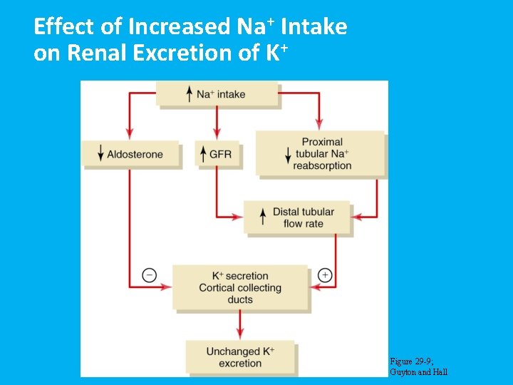 Effect of Increased Na+ Intake on Renal Excretion of K+ Figure 29 -9; Guyton