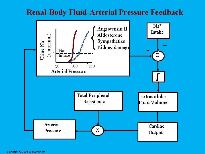 (x normal) Urine Na+ Renal-Body Fluid-Arterial Pressure Feedback Angiotensin II Aldosterone Sympathetics Kidney damage