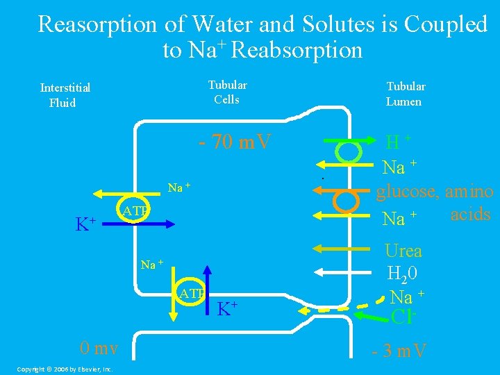 Reasorption of Water and Solutes is Coupled to Na+ Reabsorption Tubular Cells Interstitial Fluid