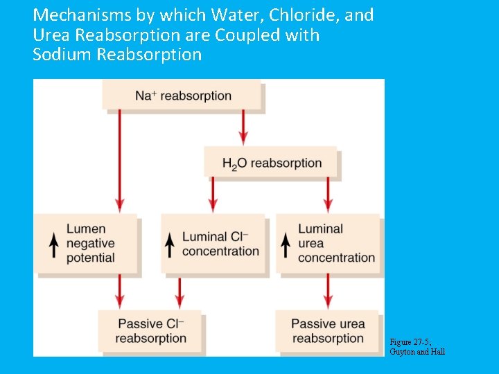 Mechanisms by which Water, Chloride, and Urea Reabsorption are Coupled with Sodium Reabsorption Figure